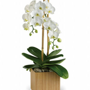 Delightful Tropics